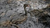 Los ecologistas cifran en miles las aves muertas por el vertido de fuel en el estrecho de Kerch