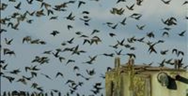 Sacrifican por "precaución" a otras 24.000 aves de cuatro granjas de Inglaterra