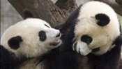 Los gemelos se adueñan del mundo panda