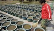 Un jardinero chino inventa una maceta que sólo hay que regar dos veces al año