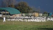 El virus de la gripe aviar ha mutado más rápido en Indonesia que en el resto del mundo