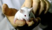 Crean un ratón inmune al cáncer