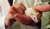 Investigadores en Kentucky producen un ratón resistente al cáncer