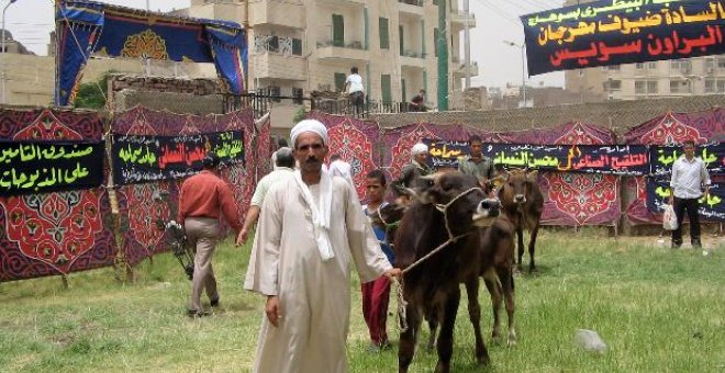 "Miss Vaca del Alto Egipto" es hija de un toro español