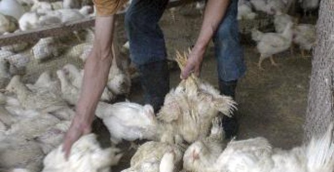 La muerte de una mujer eleva a 92 las víctimas mortales por gripe aviar en Indonesia