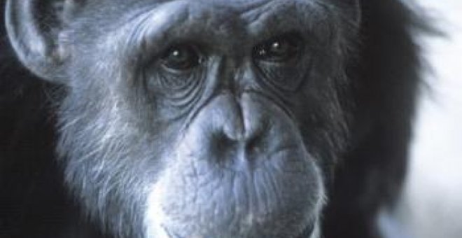 Las hembras de los simios no tienen la menopausia