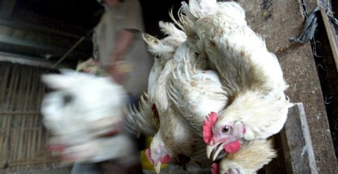 Confirman el primer fallecimiento por gripe aviar en el país