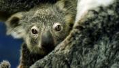 El primer koala nacido en España sale de la bolsa marsupial y descubre el Zoo de Madrid