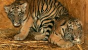 Aparece desollado y descabezado en un zoo chino un amenazado tigre siberiano