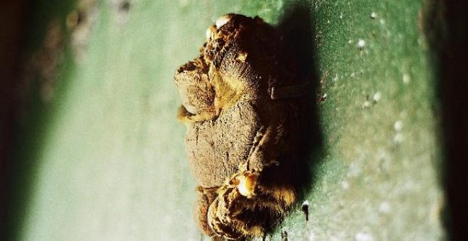 La mano de un oso pardo lleva 400 años clavada en una puerta