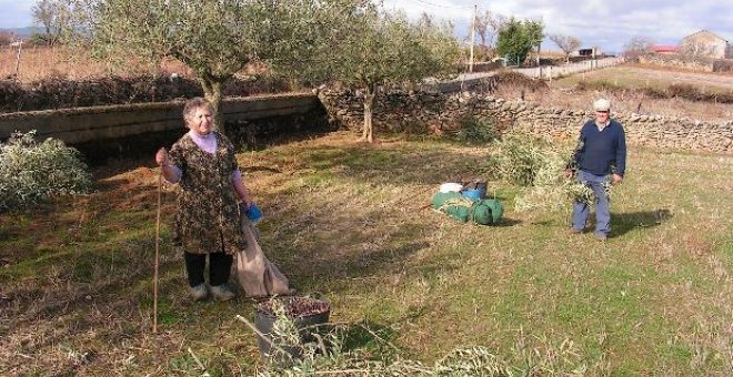 Las almazaras salmantinas califican de "desastrosa" la cosecha de aceituna