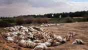 Israel sacrifica 4.000 pollos y pavos tras descubrirse cepa de gripe aviar