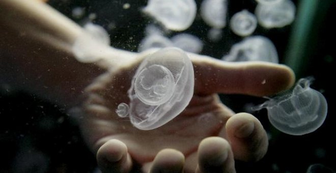 Los científicos crean un juego de preguntas sobre las medusas y otros organismos marinos