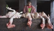 Sacrificadas casi 30.000 aves de corral por brote de gripe aviar en China