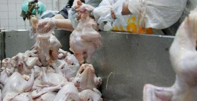 La UE refuerza las medidas en Alemania y Polonia por los brotes de gripe aviar