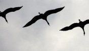 Hallan el virus más peligroso de la gripe aviar en tres cisnes en Inglaterra