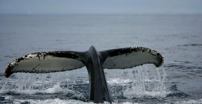 Ballenero japonés retiene a dos ecologistas en aguas de la Antártida