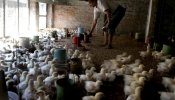 India inicia el sacrificio de 376.000 pollos tras detectar un brote de gripe aviar