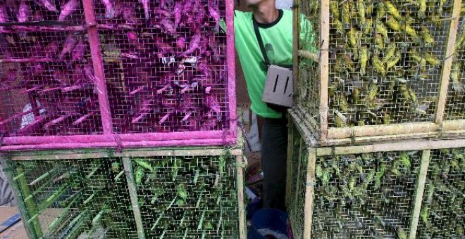 Un centenar de personas ha muerto por la gripe aviar en Indonesia