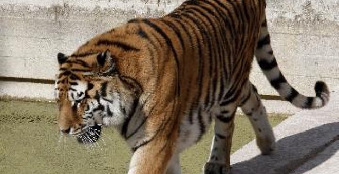 Más de 200 policías buscan a un tigre en el sur de Portugal