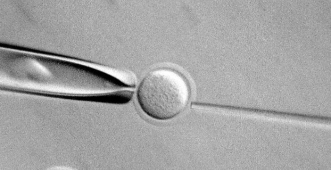 La esterilidad masculina está detrás del 36% de los tratamientos de reproducción asistida