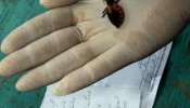 Sanidad controla a latinoamericanas gestantes para detectar si sufren Chagas