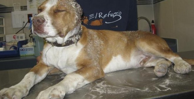 Rescatan a un perro con las orejas cortadas al ras en la Carretera de Valencia