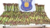 Fardos de ‘khat’, una droga desconocida, en El Prat