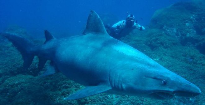 Detectan la presencia de un tipo de tiburón de profundidad que pare en la costa de El Hierro