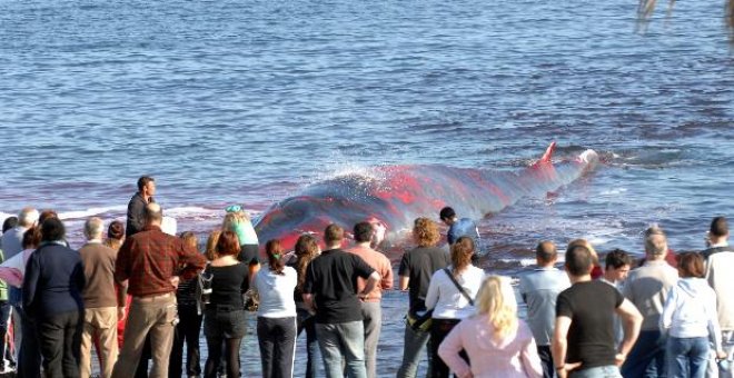 Aparece una ballena en avanzado estado de descomposición en Platja d'Aro