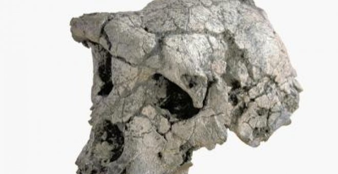 El homínido más antiguo: siete millones de años