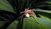 Algunas arañas se hacen las muertas para conseguir sexo