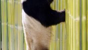 Científicos inician un proyecto para secuenciar el genoma del panda