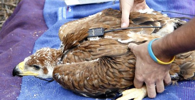 Las parejas de águilas imperiales aumentaron un 50% más en 2007 que los años anteriores