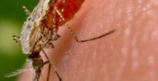 El repelente DEET anula el olfato de los mosquitos