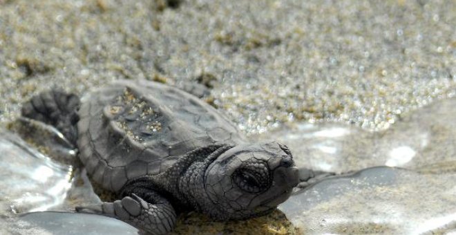 Los nidos de tortugas en extinción, amenazados por la acumulación de troncos en la costa de Gabón