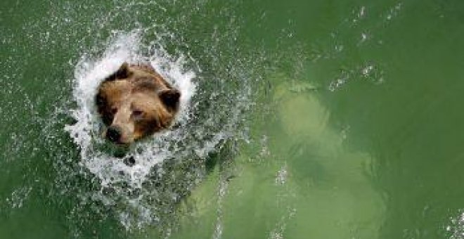 El oso ibérico podría no ser tan distinto a sus parientes europeos