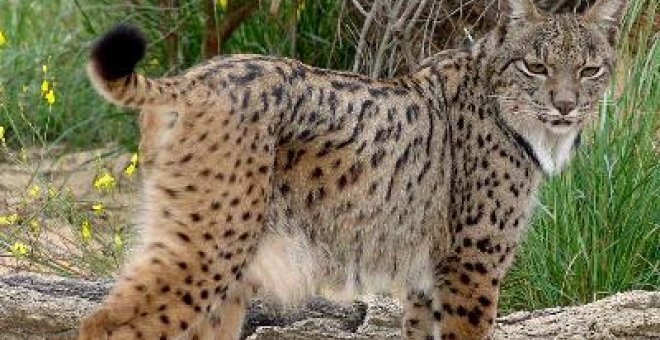 Fallece uno de los tres cachorros de lince nacidos el sábado en Doñana