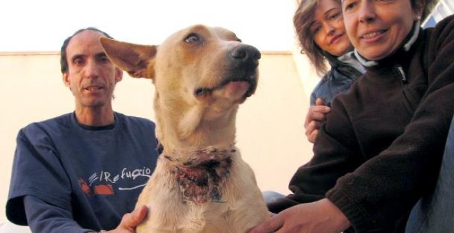 Rescatan a perro de caza con un corte en el cuello en su pueblo de Ciudad Real