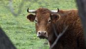 Detectado un caso de 'vaca loca' en Cáceres
