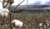 Greenpeace protesta contra la semilla de algodón transgénico