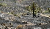 Un vecino de Vallehermoso vio cómo unos cables rozaron una palmera y provocaron el fuego