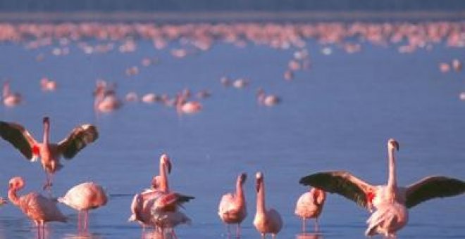 Una brújula química puede guiar las migraciones de las aves