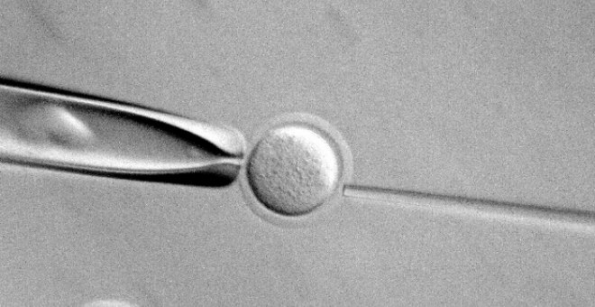 Los españoles, entre los europeos más favorables a investigar con embriones