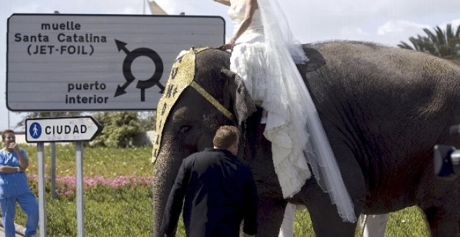 Una elefanta ejerce de carroza nupcial en una boda entre malabaristas