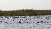 Los agricultores de arroz superarán los beneficios en la próxima campaña, a pesar de la avifauna