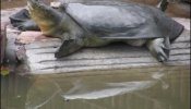 Cita a ciegas para salvar a una tortuga de la extinción