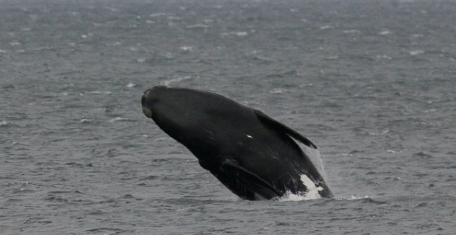 La reunión de la CBI decidirá la extensión o el fin de la moratoria a la caza de ballenas