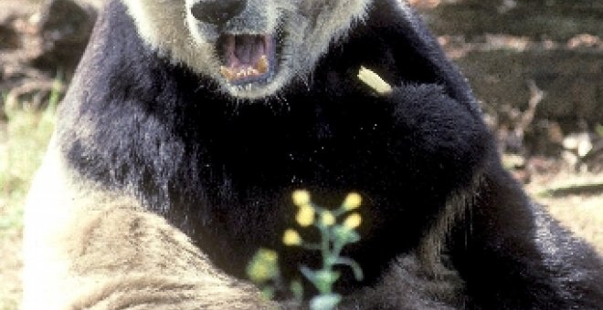 Da a luz la primera hembra de panda gigante de 2008 en todo el mundo