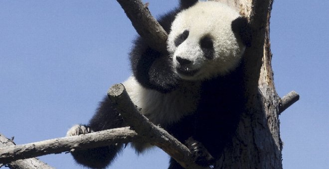 Pandas de la paz chinos llegarán a Taiwán tras esperar tres años